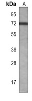 BANP Mouse Monoclonal Antibody