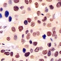 Anti-BANP Antibody