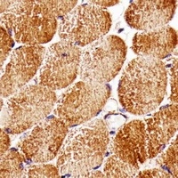 RAPTOR antibody