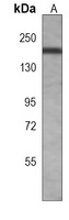 PB1 Mouse Monoclonal Antibody
