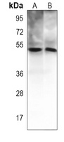IRGM1 Mouse Monoclonal Antibody