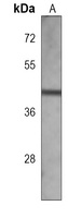 Connexin 47 Mouse Monoclonal Antibody