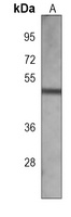 GNAS Mouse Monoclonal Antibody