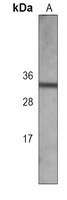 Borealin Mouse Monoclonal Antibody