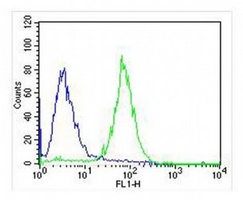 TRK B antibody