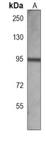 MLK3 Mouse Monoclonal Antibody