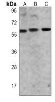 SMAD1 Antibody