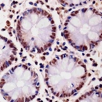 Anti-SMAD1 Antibody