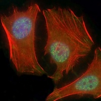 Anti-SMAD1 Antibody