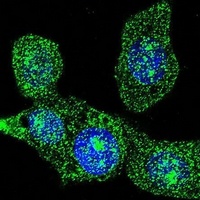 ACOX1 antibody