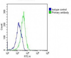 Anti-GNMT Antibody