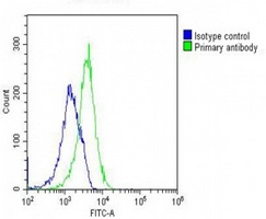 GNMT antibody