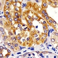 Anti-IRF3 Antibody