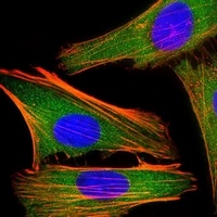 Anti-IRF3 Antibody