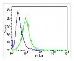 Anti-IRF3 Antibody