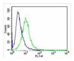 IRF3 antibody