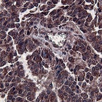 Anti-Beclin-1 Antibody