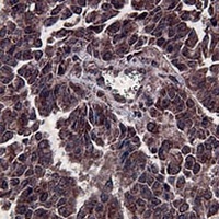 Beclin-1 antibody