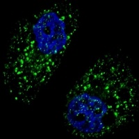 Anti-Beclin-1 Antibody