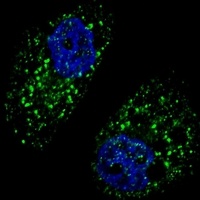 Beclin-1 antibody