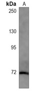 Cortactin Mouse Monoclonal Antibody