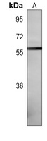 NCOA4 Mouse Monoclonal Antibody
