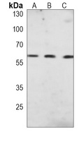 Histone Deacetylase 1 Mouse Monoclonal Antibody