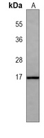 4EBP1 Mouse Monoclonal Antibody