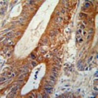 Anti-AMPK alpha 1 Antibody