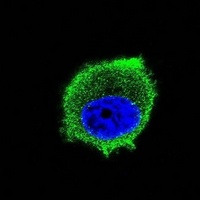 Anti-TRAF2 Antibody