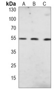 PPAR alpha Antibody