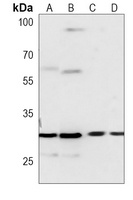 BCLX Antibody