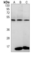 PAX8 Mouse Monoclonal Antibody