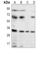 CDK5 Antibody