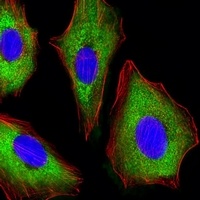 Anti-CDK5 Antibody