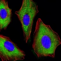 CDK5 antibody