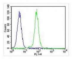 Anti-CDK5 Antibody
