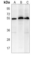 XIAP Antibody