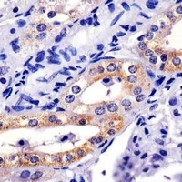 XIAP Antibody