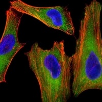 XIAP Antibody