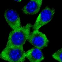 Anti-c-FER Antibody