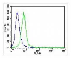 Anti-c-FER Antibody