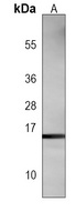 Histone H3 Antibody