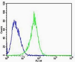 Rac 1 antibody