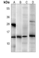 FKBP12 Mouse Monoclonal Antibody