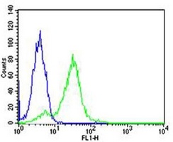 Anti-RPS6 Antibody
