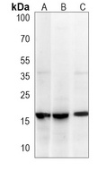 SUMO2 Antibody