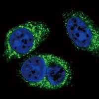 TGF beta 2 antibody