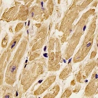 Anti-Beta-actin Antibody