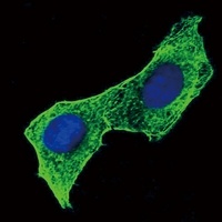 Beta-actin antibody